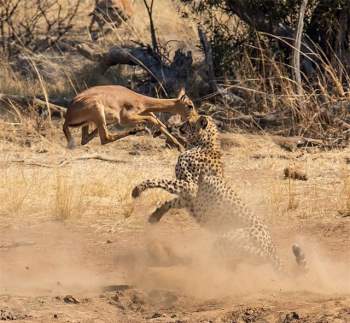 Sự thật bất ngờ phía sau cảnh tượng báo săn ‘vác’ linh dương Impala ảnh 2