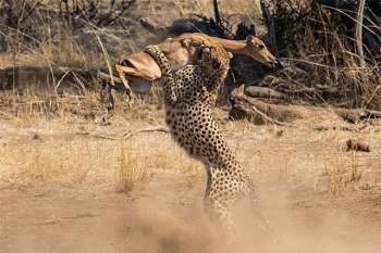 Sự thật bất ngờ phía sau cảnh tượng báo săn ‘vác’ linh dương Impala ảnh 3