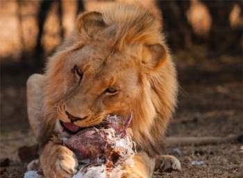 Sư tử lớn gấp 3 lần linh cẩu nhưng phải chịu mất con mồi: Do 