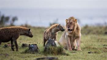 Sư tử lớn gấp 3 lần linh cẩu nhưng phải chịu mất con mồi: Do 