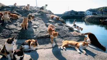 Thăm đảo Tashirojima - hòn đảo ở Nhật Bản nơi 'cư dân' chủ yếu là... mèo - 1