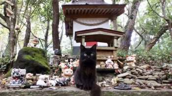 Thăm đảo Tashirojima - hòn đảo ở Nhật Bản nơi 'cư dân' chủ yếu là... mèo - 5