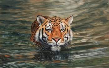 Vì sao hổ không sợ nước, rất thích bơi và bơi giỏi? - 1