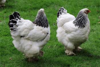 Vua của các loại gà có giá 15 triệu/1 con, nhiều con nặng tới 18kg, muốn mua phải đặt trước cả tháng - 1