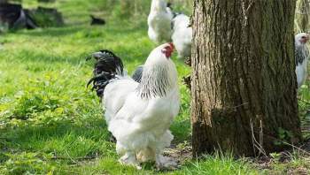 Vua của các loại gà có giá 15 triệu/1 con, nhiều con nặng tới 18kg, muốn mua phải đặt trước cả tháng - 3