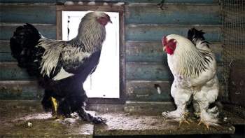 Vua của các loại gà có giá 15 triệu/1 con, nhiều con nặng tới 18kg, muốn mua phải đặt trước cả tháng - 4