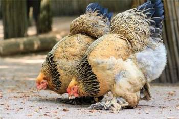 Vua của các loại gà có giá 15 triệu/1 con, nhiều con nặng tới 18kg, muốn mua phải đặt trước cả tháng - 5