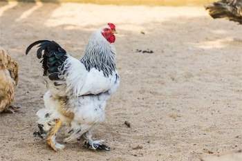 Vua của các loại gà có giá 15 triệu/1 con, nhiều con nặng tới 18kg, muốn mua phải đặt trước cả tháng - 6