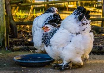 Vua của các loại gà có giá 15 triệu/1 con, nhiều con nặng tới 18kg, muốn mua phải đặt trước cả tháng - 8