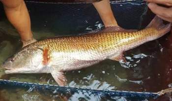 Cá sủ vàng cỡ trung bình khoảng 50kg/con