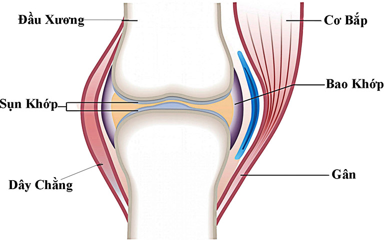 giãn dây chằng đầu gối là gì