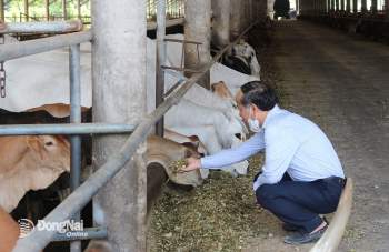Trang trại chăn nuôi bò vỗ béo tại xã Xuân Đông, H.Cẩm Mỹ. Ảnh: L.An (Ảnh mang tính chất minh họa)