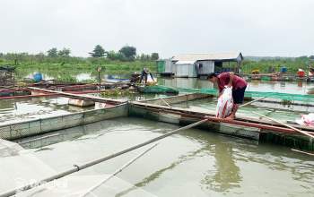 Khu vực nuôi cá bè trên sông La Ngà (H.Định Quán) đang được di dời để tránh nguy cơ cá chết hàng loạt trong giai đoạn chuyển mùa. Ảnh: B.Nguyên