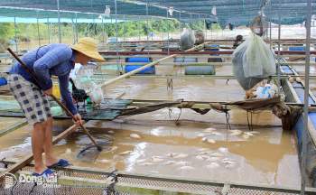 Một số hộ nuôi cá bè trên sông La Ngà thuộc khu vực xã Thanh Sơn (H.Định Quán) bị thiệt hại nặng do bè cá bị lũ cuốn trôi. Ảnh: B.Nguyên