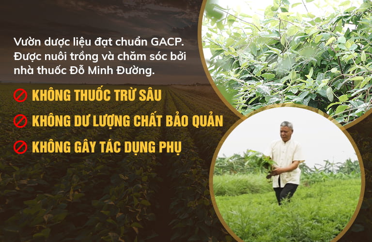 Thảo dược đạt tiêu chuẩn giúp thuốc tinh khiết