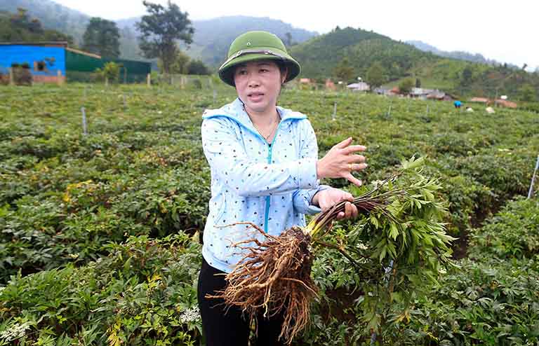 Sâm đương quy