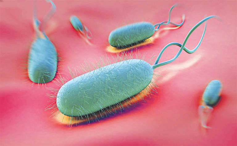 Vi khuẩn Hp tồn tại bao lâu ở môi trường ngoài?