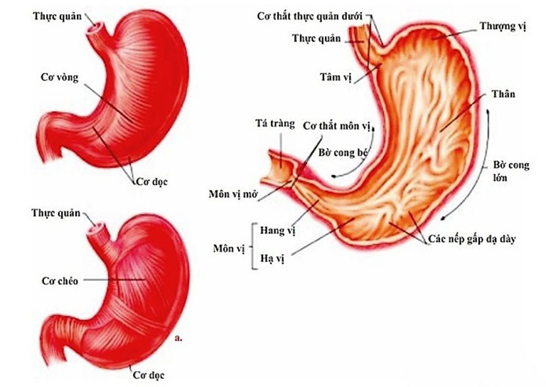 Viêm loét bờ cong lớn dạ dày