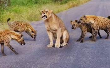 Vua sư tử rơi vào giữa vòng vây của kẻ thù truyền kiếp