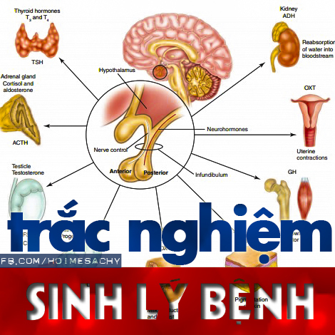 [PDF] Trắc Nghiệm Sinh Lý Bệnh Có Đáp Án